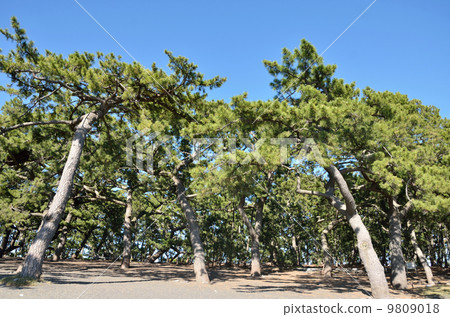 松原美穗 9809018