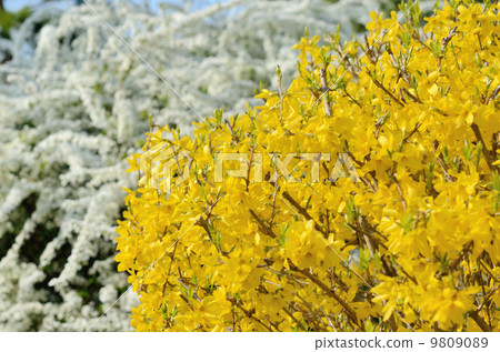 Forsythia and Yukiyanagi 9809089