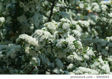 Pilacansa日本名稱Tokiwako Yuko（Tokiwa Sanzashi） 9809093