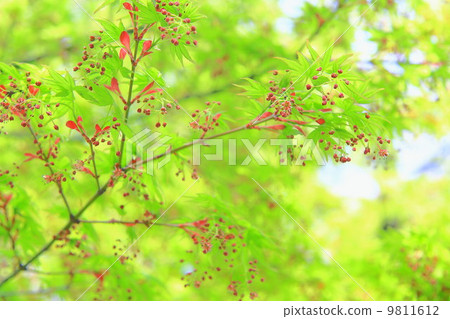 Red flower of maple Red flower of maple 9811612