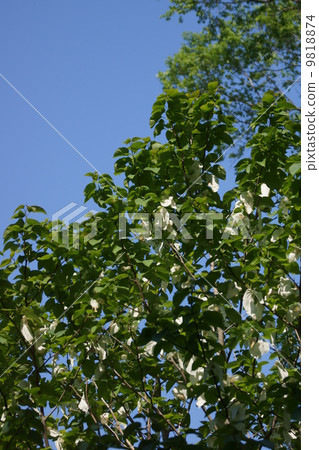 Handkerchief tree It is also called a pigeon tree. 9818874