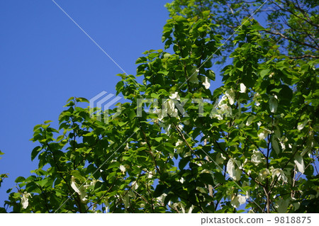 Handkerchief tree It is also called a pigeon tree. 9818875