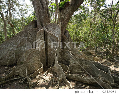 Iriomote islands Maximus 9818964