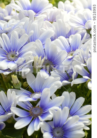 Cineraria tea blue 9818993