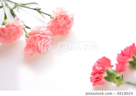 Carnation Carnation 9819024