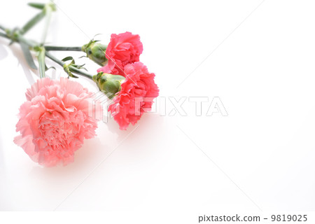 Carnation Carnation 9819025