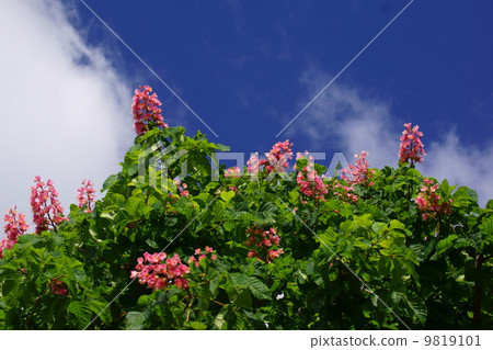 紅花栃木 9819101