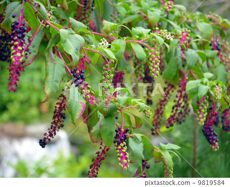 山區鄉房 9819584