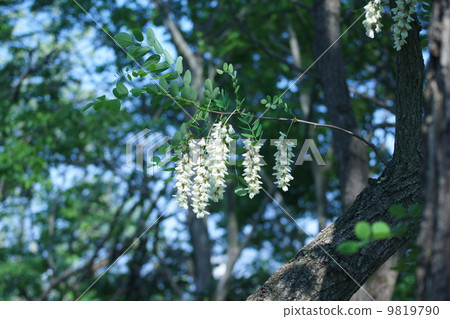 它被稱為針灸Harienju金合歡,但它是假的金合歡。 它被稱為針灸Harienju金合歡,但它是假的金合歡。 9819790