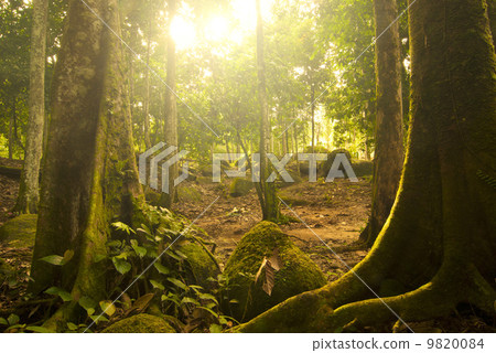 green forest green forest 9820084