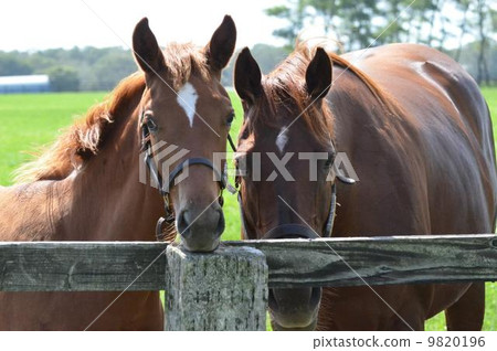 Nakayoshi parents 9820196