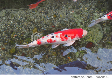 Koi Nishikigoi 9820460