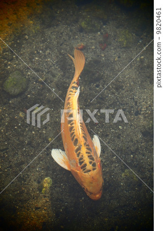 Koi German carp Nishikigoi Koi German carp Nishikigoi 9820461