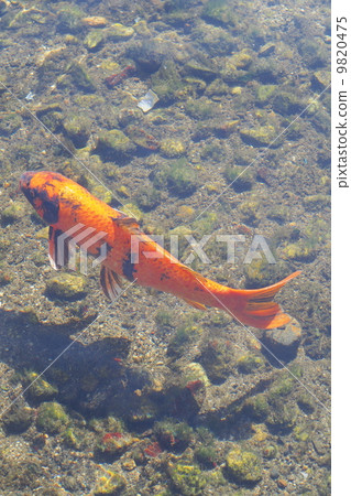 Koi Nishikigoi 9820475