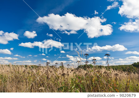 Meadow Meadow 9820679