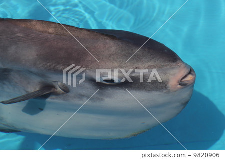 翻車魚 9820906