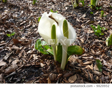 水芭蕉 水芭蕉 9820932