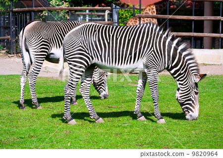 Zebra 9820964
