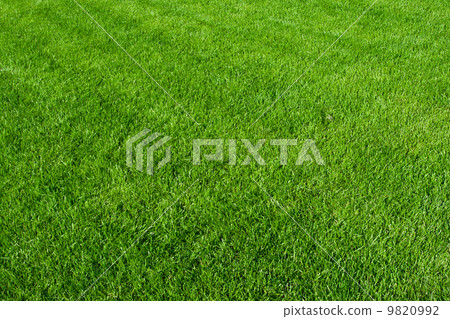 Green grass 9820992