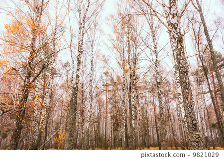 Grove of birch trees and in autumn 9821029