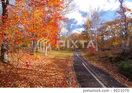 Norikura高地自行車道和秋葉 9821078