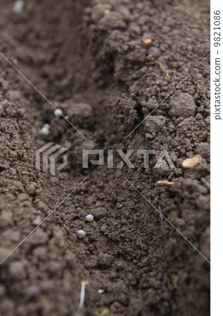 Seeds of Komatsuna 9821086