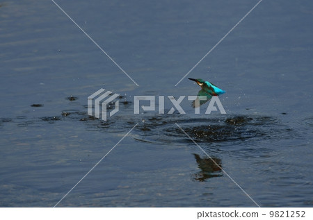 翡翠潛水 9821252