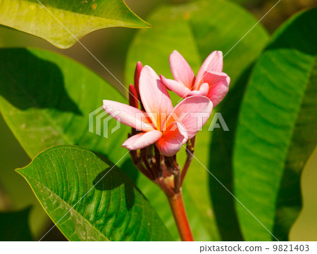 Pink Plumeria flowers 9821403