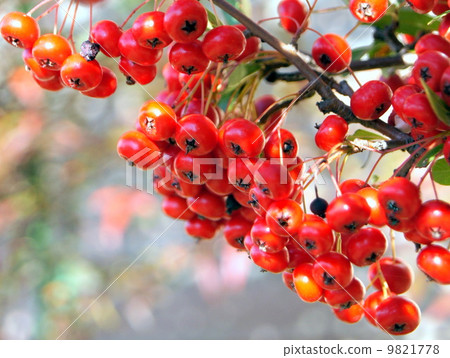 Pilacansa's red fruit 9821778