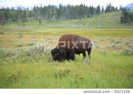 American Bison of Yellowstone National Park 9822286