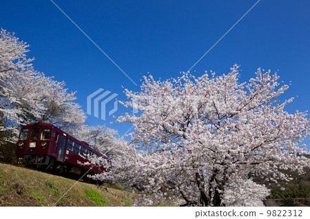 Watase峽谷鐵路·當地火車沿著Omoto的櫻花 9822312