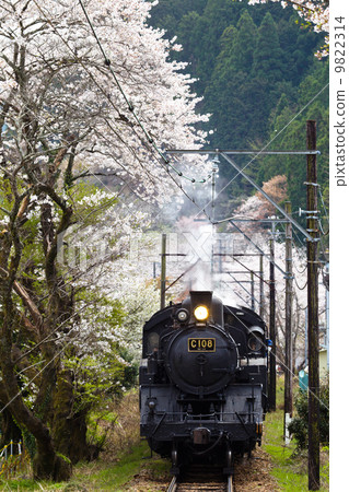 Oigawa Railway · SL going along the cherry blossoms of Yuyama SL Kawashiji 9822314