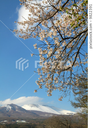 Cherry blossoms of Mt. Asama-san Miyota 9822391