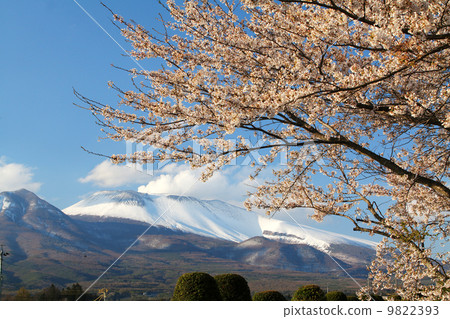 Asama volcanic smoke Miyota cherry tree 9822393