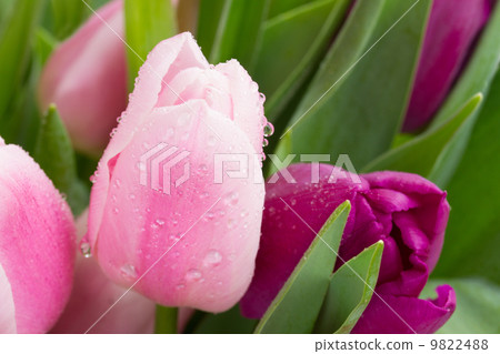pink and violet tulips close up  9822488