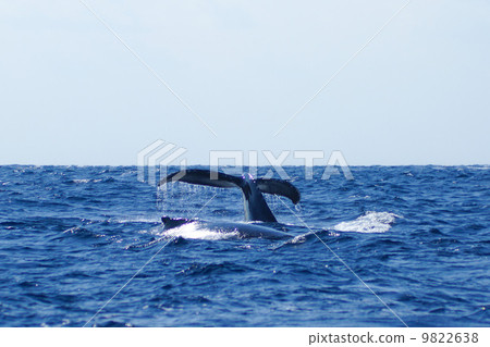The whale of the Kerama islands 9822638