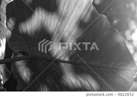 Alocasia leaves 9822652