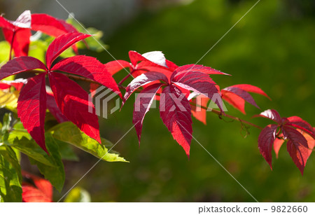 Red leaves 9822660