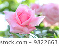 Roses 9822663