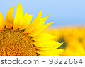 Sunflower 1 9822664