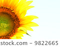 Sunflower 2 9822665