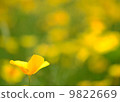 Flower 9822669