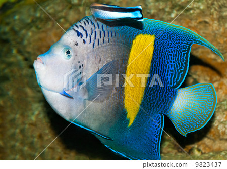 Spotted blue discus Spotted blue discus 9823437