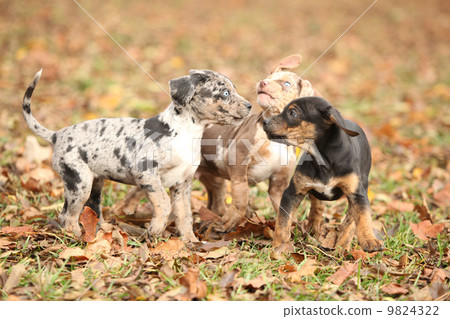 Adorable Louisiana Catahoula puppies playing 9824322