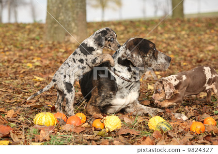 Louisiana Catahoula dog with adorable puppies in autumn 9824327