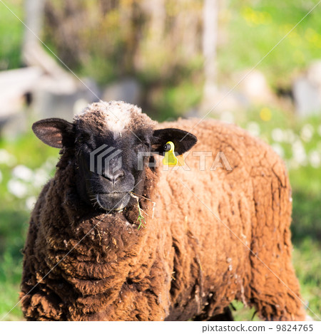 Brown Woolly Sheep Brown Woolly Sheep 9824765