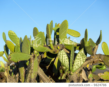 Chumbera Nopal Cactus Plant 9824786