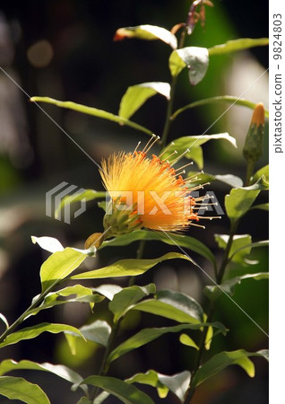 Stiff Tier·Chrisanta Stiff Tier·Chrisanta 9824803