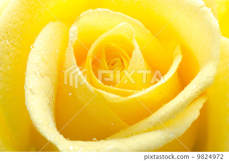 Scent of roses Scent of roses 9824972