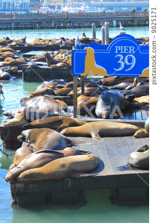 Pier 39 Pier 39 9825171